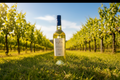 Scaia Chardonnay (4,2 vivino)